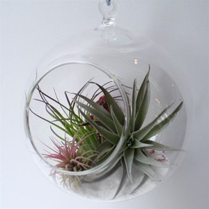 Air Plant Terrarium.