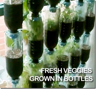 fresh_veggies_bottle_garden_thumb.