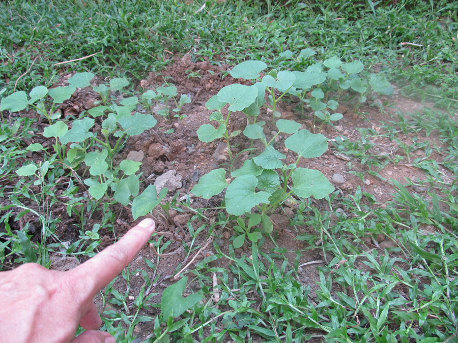 IMG_9469 cantaloupe seedlings copy.