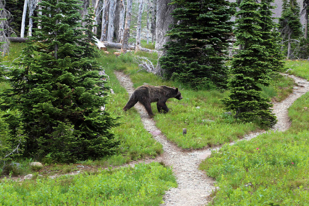 outdoorsgrizzlyrespkarr8765287632_t1070_ha3209cef432463647764f13ac872e537269f121d.