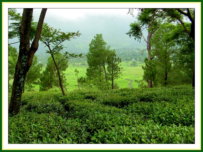 tea_garden_in_kangra_valley.