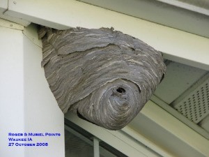 hornet%20nest%20on%20house.preview.